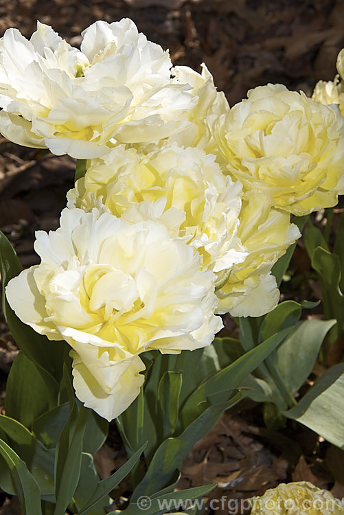 Tulipa 'Montreux' (<i>Category 2 x Double. Early</i>), this fully double-flowered cultivar is a soft creamy yellow lightening along the centre of the petals. The flowers are mildly scented and are on stems up to 40cm tall Order: Liliales, Family: Liliaceae