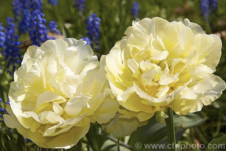 Tulipa 'Montreux' (<i>Category 2 x Double. Early</i>), this fully double-flowered cultivar is a soft creamy yellow lightening along the centre of the petals. The flowers are mildly scented and are on stems up to 40cm tall Order: Liliales, Family: Liliaceae