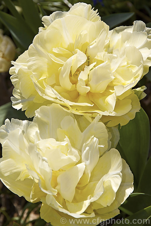 Tulipa 'Montreux' (<i>Category 2 x Double. Early</i>), this fully double-flowered cultivar is a soft creamy yellow lightening along the centre of the petals. The flowers are mildly scented and are on stems up to 40cm tall Order: Liliales, Family: Liliaceae