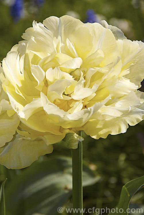 Tulipa 'Montreux' (<i>Category 2 x Double. Early</i>), this fully double-flowered cultivar is a soft creamy yellow lightening along the centre of the petals. The flowers are mildly scented and are on stems up to 40cm tall Order: Liliales, Family: Liliaceae