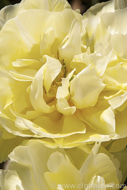 Tulipa 'Montreux' (<i>Category 2 x Double. Early</i>), this fully double-flowered cultivar is a soft creamy yellow lightening along the centre of the petals. The flowers are mildly scented and are on stems up to 40cm tall Order: Liliales, Family: Liliaceae