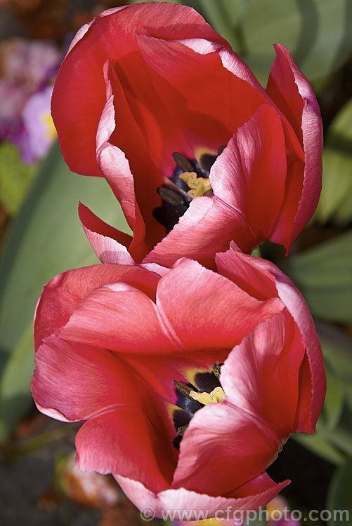 Tulipa 'Design. Impression' (<i>Category 4 x Darwin. Hybrid</i>), this deep rose pink tulip is slightly paler towards the centre of the petals. The stems are 50-55cm tall Order: Liliales, Family: Liliaceae