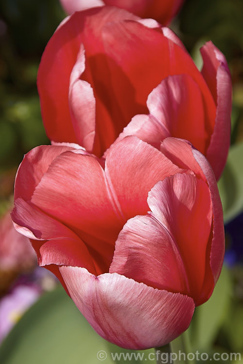 Tulipa 'Design. Impression' (<i>Category 4 x Darwin. Hybrid</i>), this deep rose pink tulip is slightly paler towards the centre of the petals. The stems are 50-55cm tall Order: Liliales, Family: Liliaceae