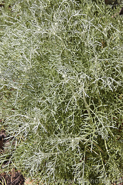 The spring foliage of Pyrethrum, Dalmatia. Pyrethrum (<i>Tanacetum cinerariifolium</i>), an evergreen perennial native to the Balkans and Albania. It grows to around 45cm high and wide, and is notable for its finely divided, silvery blue-grey foliage and its summer-borne flowerheads, which are up to 35mm wide, with white ray florets. tanacetum-2130htm'>Tanacetum.
