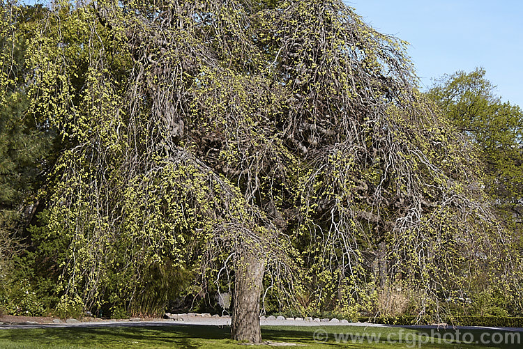 Camperdown Elm (<i>Ulmus glabra 'Camperdownii') in spring with samara but before the foliage expands. This form of the Scotch Elm or Wych Elm develops into a wide-spreading, dome-shaped tree that forms an umbrella-like canopy of twisted branches. Order: Rosales, Family: Ulmaceae