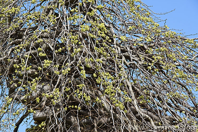 Camperdown Elm (<i>Ulmus glabra 'Camperdownii') in spring with samara but before the foliage expands. This form of the Scotch Elm or Wych Elm develops into a wide-spreading, dome-shaped tree that forms an umbrella-like canopy of twisted branches. Order: Rosales, Family: Ulmaceae