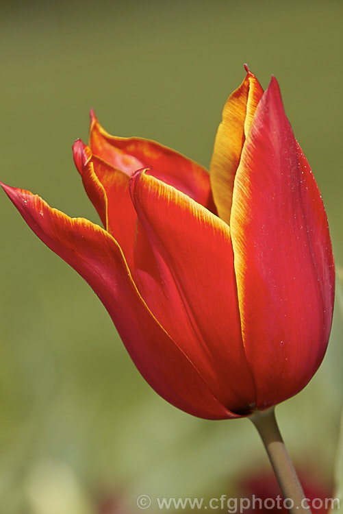 Tulipa 'Queen of Sheba' (<i>Category 6 x Lily-flowered</i>), a distinctive two-toned tulip cultivar introduced in 1944. The stems can be over 45cm tall Order: Liliales, Family: Liliaceae