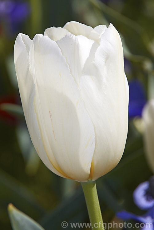 Tulipa 'Francoise' (<i>Category 3 x Triumph Hybrid</i>), a vigorous tetraploid, ivory-coloured tulip raised by the famous bulb growers. John Scheepers. Inc. Its stems are up to 60cm tall Order: Liliales, Family: Liliaceae