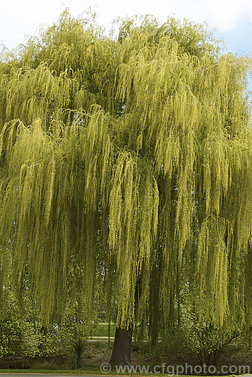 Weeping Willow (<i>Salix babylonica</i>) with spring foliage and the yellow tint of its flower catkins. This deciduous tree is found over much of the temperate. Middle. East and Asia, often grows near watercourses, reaches as much as 20m tall and has strongly pendulous branches. Order: Malpighiales, Family: Salicaceae