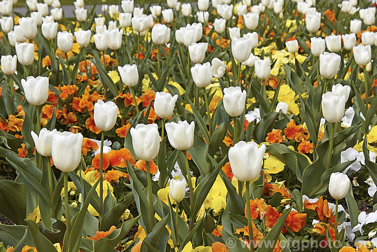 Tulipa 'Francoise' (<i>Category 3 x Triumph Hybrid</i>) growing in a bed of pansies. This vigorous tetraploid, ivory-coloured tulip was raised by the famous bulb growers. John Scheepers. Inc. Its stems are up to 60cm tall Order: Liliales, Family: Liliaceae