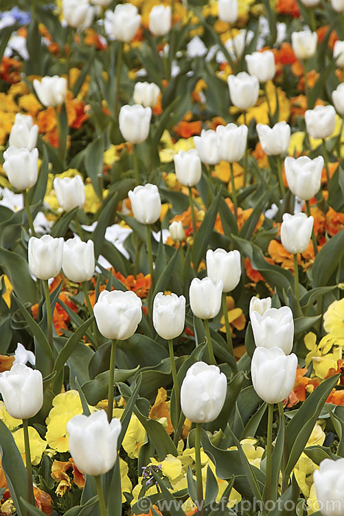 Tulipa 'Francoise' (<i>Category 3 x Triumph Hybrid</i>) growing in a bed of pansies. This vigorous tetraploid, ivory-coloured tulip was raised by the famous bulb growers. John Scheepers. Inc. Its stems are up to 60cm tall Order: Liliales, Family: Liliaceae