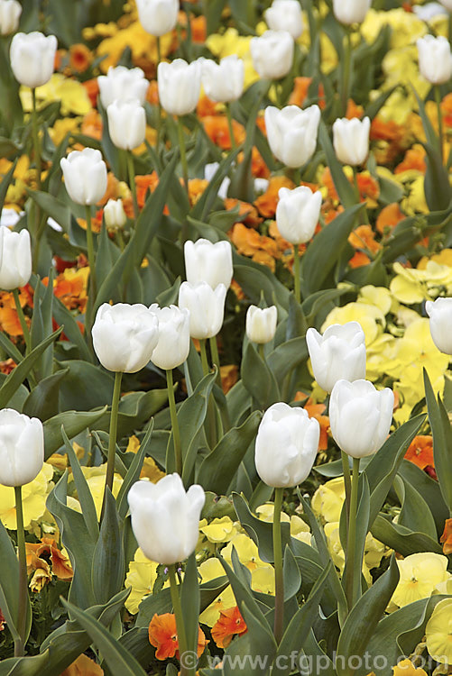 Tulipa 'Francoise' (<i>Category 3 x Triumph Hybrid</i>) growing in a bed of pansies. This vigorous tetraploid, ivory-coloured tulip was raised by the famous bulb growers. John Scheepers. Inc. Its stems are up to 60cm tall Order: Liliales, Family: Liliaceae