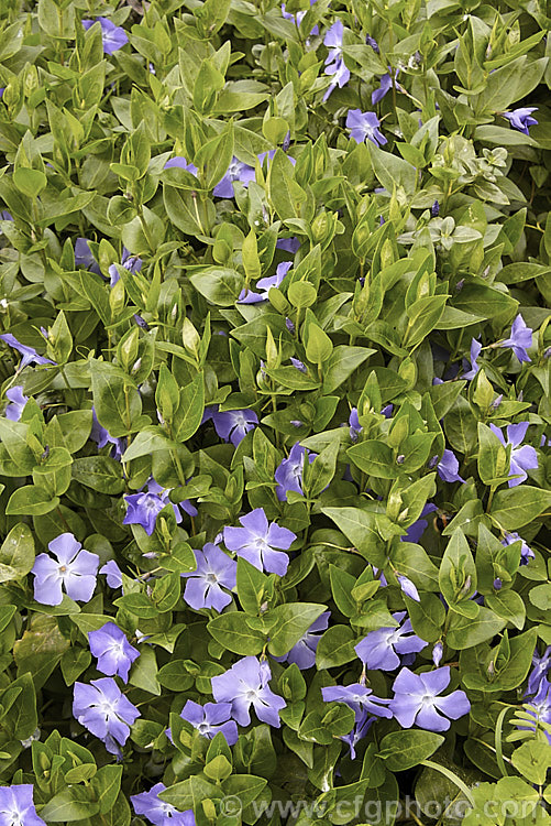 Periwinkle (<i>Vinca major</i>), a spreading, rather vine-like evergreen perennial native to western Asia. It flowers most heavily in spring and is usually regarded as a tolerable weed in semi-wild gardens rather than a plant to be cultivated. It is very similar to but slightly larger in all respects than Lesser Periwinkle (<i>Vinca minor</i>). vinca-3390htm'>Vinca. Order: Gentianales, Family: Apocynaceae