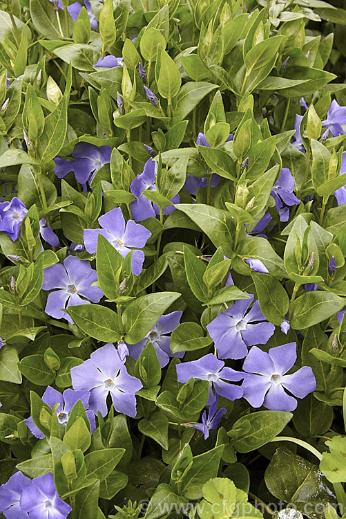 Periwinkle (<i>Vinca major</i>), a spreading, rather vine-like evergreen perennial native to western Asia. It flowers most heavily in spring and is usually regarded as a tolerable weed in semi-wild gardens rather than a plant to be cultivated. It is very similar to but slightly larger in all respects than Lesser Periwinkle (<i>Vinca minor</i>). vinca-3390htm'>Vinca. Order: Gentianales, Family: Apocynaceae