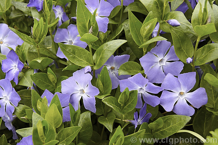 Periwinkle (<i>Vinca major</i>), a spreading, rather vine-like evergreen perennial native to western Asia. It flowers most heavily in spring and is usually regarded as a tolerable weed in semi-wild gardens rather than a plant to be cultivated. It is very similar to but slightly larger in all respects than Lesser Periwinkle (<i>Vinca minor</i>). vinca-3390htm'>Vinca. Order: Gentianales, Family: Apocynaceae