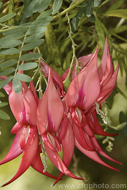 Pink-flowered Kaka Beak (<i>Clianthus puniceus 'Rosea'), a deep pinkish-red-flowered form of a normally bright red-flowered evergreen, mainly spring-blooming, 2-3m tall New Zealand shrub that is now very rare in the wild, though common in cultivation. clianthus-2663htm'>Clianthus.