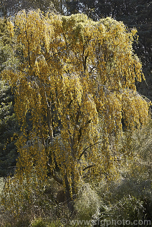 Kowhai (<i>Sophora microphylla</i>), one of two species of briefly deciduous spring-flowering New Zealand trees to share this name, this species has smaller leaflets and deeper golden-yellow coloured flowers than its more widely grown relative, Sophora tetraptera. This species also occurs in Chile. sophora-2142htm'>Sophora.