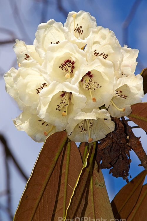 <i>Rhododendron sinogrande</i>, usually regarded as the largest-leafed of all the rhododendron species, this early-flowering, small to medium-sized tree is found in southwestern China and northeastern Burma. The leaves can be up to 90cm long, though 30cm is more common. Order: Ericales, Family: Ericaceae