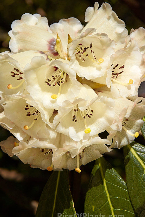 <i>Rhododendron sinogrande</i>, usually regarded as the largest-leafed of all the rhododendron species, this early-flowering, small to medium-sized tree is found in southwestern China and northeastern Burma. The leaves can be up to 90cm long, though 30cm is more common. Order: Ericales, Family: Ericaceae