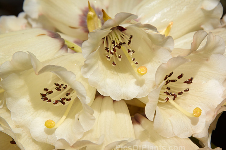 <i>Rhododendron sinogrande</i>, usually regarded as the largest-leafed of all the rhododendron species, this early-flowering, small to medium-sized tree is found in southwestern China and northeastern Burma. The leaves can be up to 90cm long, though 30cm is more common. Order: Ericales, Family: Ericaceae