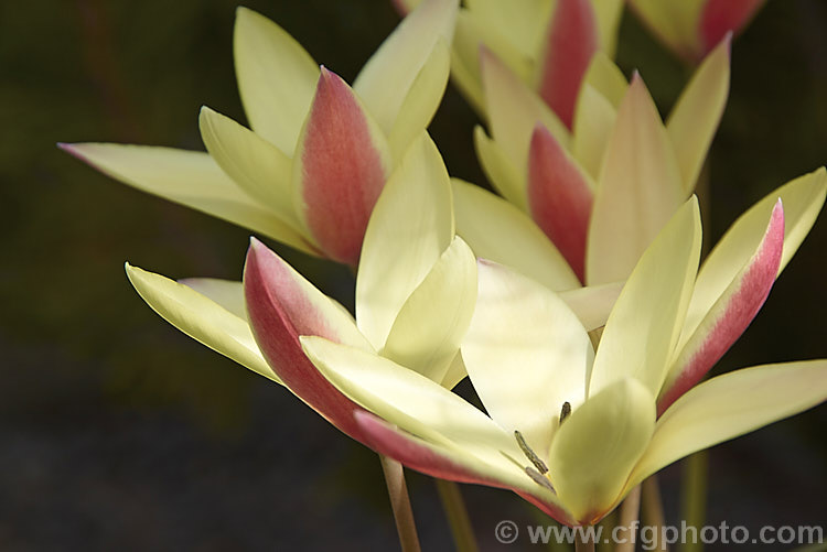 Tulipa clusiana 'Cynthia', a primrose and red-flowered cultivar of the Lady Tulip, a normally white- to cream-flowered bulb native to Iran and Afghanistan. The flower stems are up to 30cm tall and the leaves are narrow, almost grassy. Order: Liliales, Family: Liliaceae