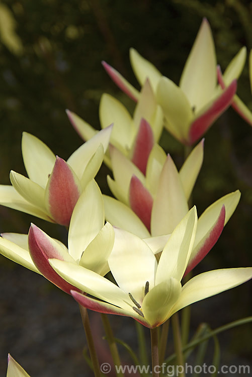 Tulipa clusiana 'Cynthia', a primrose and red-flowered cultivar of the Lady Tulip, a normally white- to cream-flowered bulb native to Iran and Afghanistan. The flower stems are up to 30cm tall and the leaves are narrow, almost grassy. Order: Liliales, Family: Liliaceae