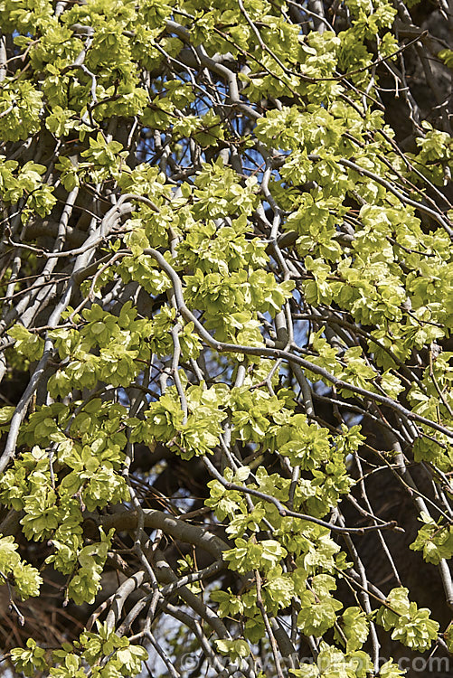 The samara or seed capsules of the Camperdown Elm (<i>Ulmus glabra 'Camperdownii'), a form of the Scotch Elm or Wych Elm that develops into a wide-spreading, dome-shaped tree that forms an umbrella-like canopy. Order: Rosales, Family: Ulmaceae