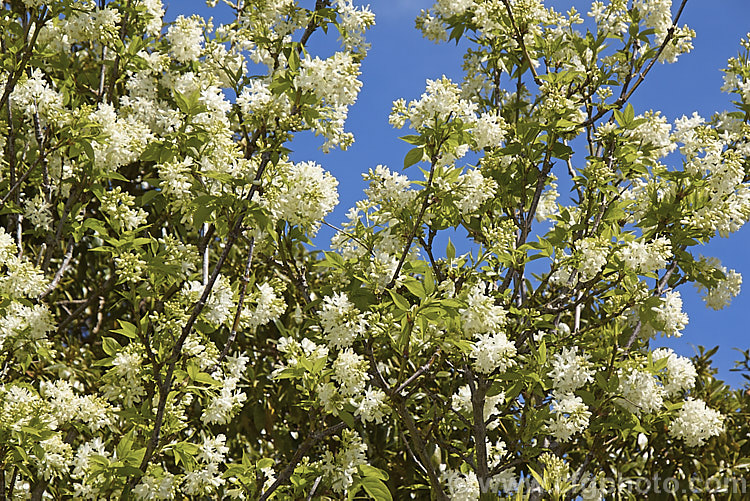 Bladdernut (<i>Staphylea pinnata</i>), a deciduous shrub up to 5m tall native to Europe and western Asia. Its clusters of white flowers open in spring and are followed by papery fruit capsules up to 3cm wide. Order: Crossosomatales, Family: Staphyleaceae