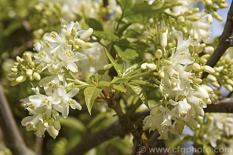 Bladdernut (<i>Staphylea pinnata</i>), a deciduous shrub up to 5m tall native to Europe and western Asia. Its clusters of white flowers open in spring and are followed by papery fruit capsules up to 3cm wide. Order: Crossosomatales, Family: Staphyleaceae