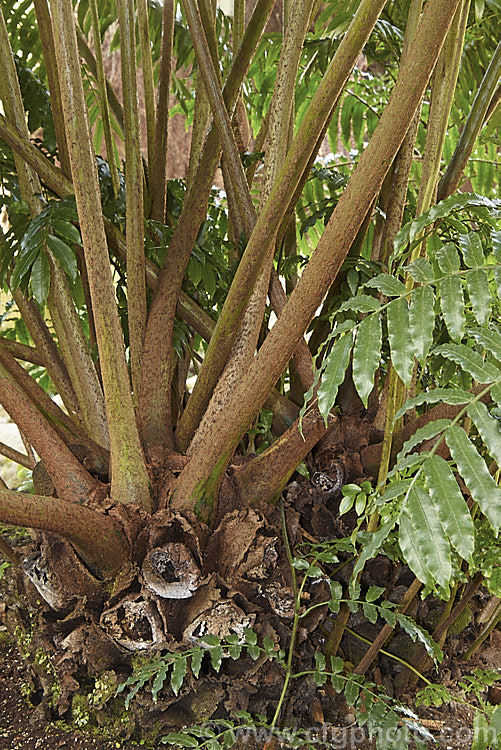 The large, woody rhizome of the King Fern, Para or Potato Fern (<i>Ptisana salicina [syn. Marattia salicina]), a huge fern from Australasia and tropical Asia, with fronds up to 36m long. The softer extremities of the rhizome are edible. ptisana-3681htm'>Ptisana. <a href='marattiaceae-plant-family-photoshtml'>Marattiaceae</a>.