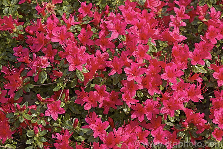 Rhododendron (evergreen azalea</i>) 'Hinode. Giri' (syn 'Red Hussar'), an early flowering. Kurume azalea. Among the group known as Wilson's Fifty, of which it was number 42