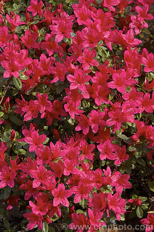 Rhododendron (evergreen azalea</i>) 'Hinode. Giri' (syn 'Red Hussar'), an early flowering. Kurume azalea. Among the group known as Wilson's Fifty, of which it was number 42