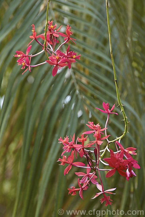 A red-flowered form of the Crucifix. Orchid (<i>Epidendrum ibaguense [syn. Epidendrum radicans]), a scrambling, often epiphytic orchid found from Mexico to northern South America. Typically orange and golden yellow, the flower colour is quite variable and may also be various shades of red or pink. It is easily grown and flowers freely. epidendrum-2567htm'>Epidendrum.
