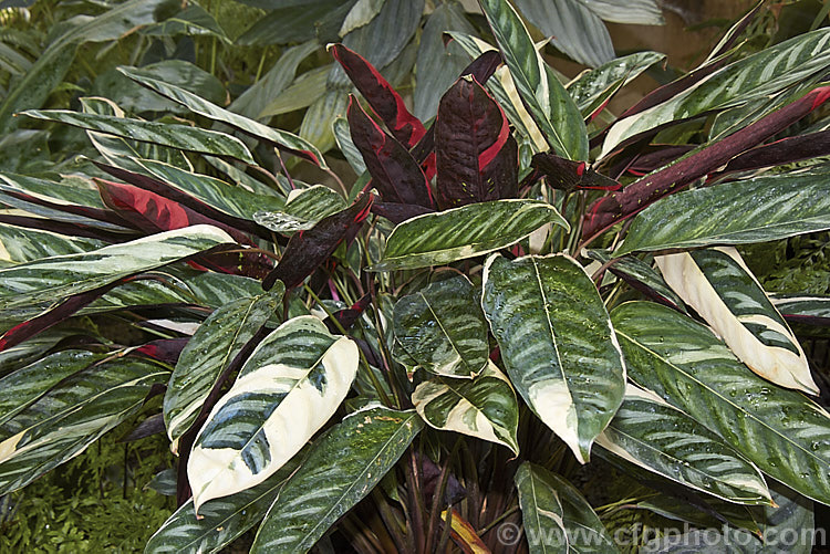 Never. Never Plant (<i>Ctenanthe oppenheimiana 'Tricolor'), a green, cream and pink variegated cultivar of a 1m tall eastern Brazilian rhizomatous perennial that is often grown as a foliage house plant. It is closely related to the prayer plants (<i>Maranta spp</i>). ctenanthe-2835htm'>Ctenanthe <a href='marantaceae-plant-family-photoshtml'>Marantaceae</a>.