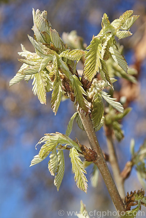 The unfurling young foliage of the Hungarian Oak (<i>Quercus frainetto</i>), a deciduous tree up to 30m tall. Native to southern Italy, Turkey and the Balkans, it is notable for its pink-tinted young growth and tomentose acorn cups. These leaves are not quite developed enough for the fine pink hairs to be especially noticeable
