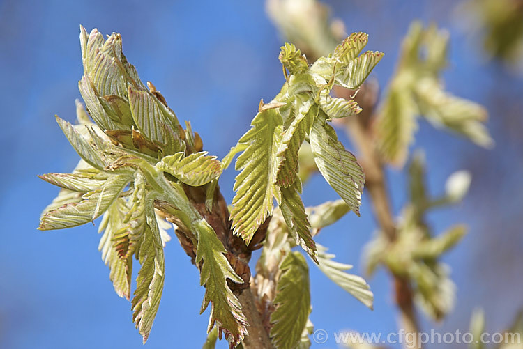 The unfurling young foliage of the Hungarian Oak (<i>Quercus frainetto</i>), a deciduous tree up to 30m tall. Native to southern Italy, Turkey and the Balkans, it is notable for its pink-tinted young growth and tomentose acorn cups. These leaves are not quite developed enough for the fine pink hairs to be especially noticeable