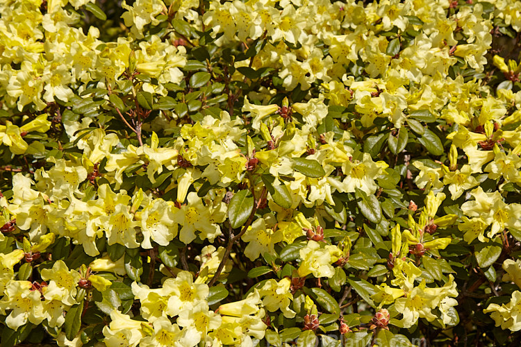 <i>Rhododendron burmanicum</i>, a 1-2m high shrub found in southwest Burma at 2700-3000m. It was a parent of many older yellow-flowered hybrids, but its frost tenderness has seen it replaced by hardier species in most breeding programmes. Order: Ericales, Family: Ericaceae
