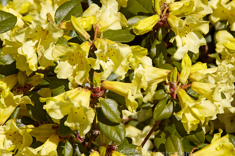 <i>Rhododendron burmanicum</i>, a 1-2m high shrub found in southwest Burma at 2700-3000m. It was a parent of many older yellow-flowered hybrids, but its frost tenderness has seen it replaced by hardier species in most breeding programmes. Order: Ericales, Family: Ericaceae