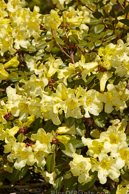 <i>Rhododendron burmanicum</i>, a 1-2m high shrub found in southwest Burma at 2700-3000m. It was a parent of many older yellow-flowered hybrids, but its frost tenderness has seen it replaced by hardier species in most breeding programmes. Order: Ericales, Family: Ericaceae