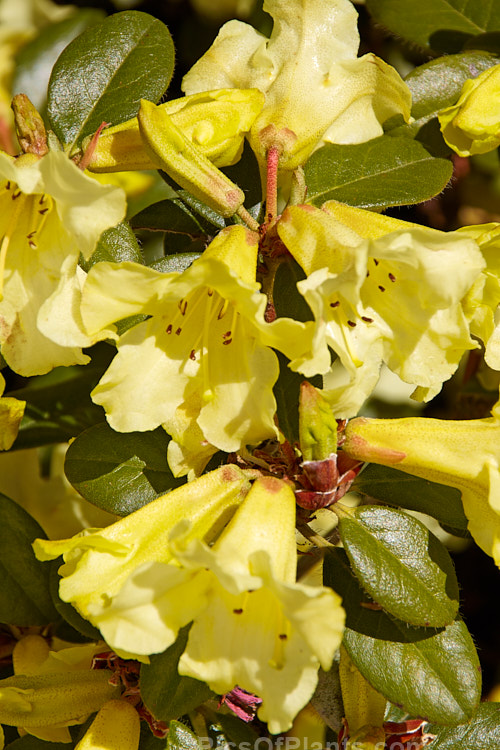 <i>Rhododendron burmanicum</i>, a 1-2m high shrub found in southwest Burma at 2700-3000m. It was a parent of many older yellow-flowered hybrids, but its frost tenderness has seen it replaced by hardier species in most breeding programmes. Order: Ericales, Family: Ericaceae