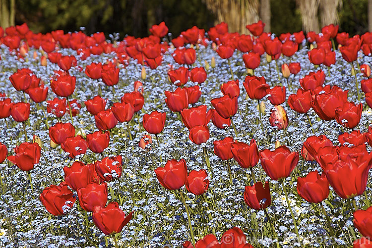 Tulipa 'Apeldoorn' (<i>Category 4 x Darwin. Hybrid</i>), probably the most widely grown of the bright red. Darwin hybrids, this is a tough, reliable and adaptable flower that naturalises well and is particularly well-suited to massed planting. Order: Liliales, Family: Liliaceae