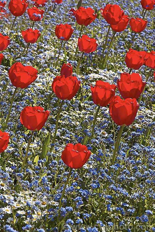 Tulipa 'Apeldoorn' (<i>Category 4 x Darwin. Hybrid</i>), probably the most widely grown of the bright red. Darwin hybrids, this is a tough, reliable and adaptable flower that naturalises well and is particularly well-suited to massed planting. Order: Liliales, Family: Liliaceae