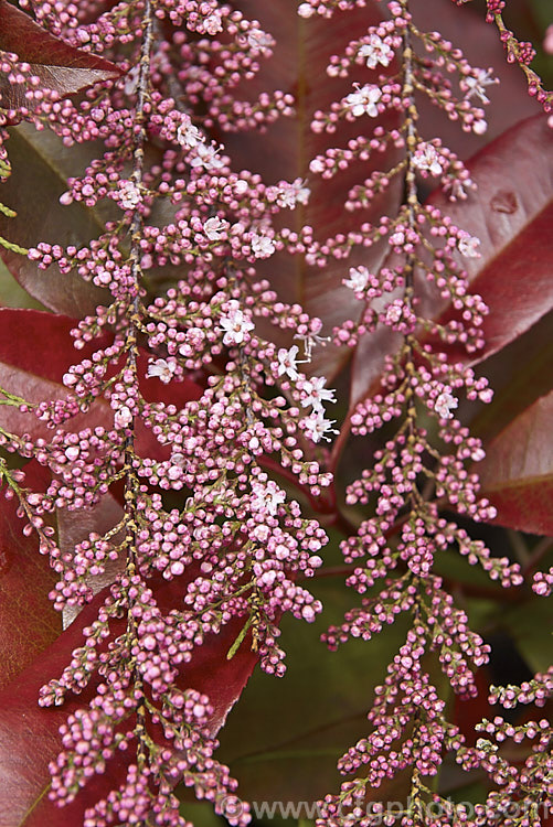 The just opening flower sprays of Early Tamarisk (<i>Tamarix parviflora</i>), a large deciduous shrub or small tree native to Europe. Its branches often have an arching habit and the plant can be distinguished from most of the commonly grown tamarisks in that it flowers on the old wood in spring, rather than on the new growth in summer. The red leaves in the background are not those of the Tamarisk, which has very little foliage at this stage, but the new growth of Photinia serrulata. tamarix-2300htm'>Tamarix. <a href='tamaricaceae-plant-family-photoshtml'>Tamaricaceae</a>.