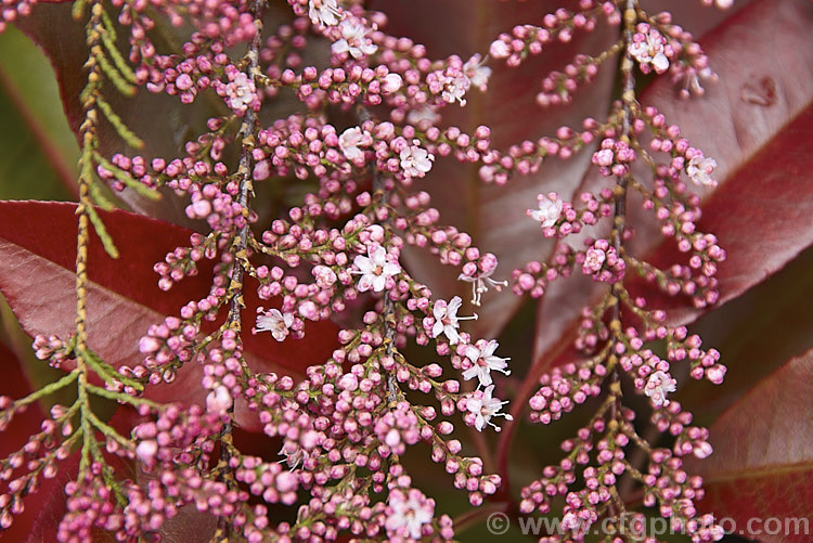 The just opening flower sprays of Early Tamarisk (<i>Tamarix parviflora</i>), a large deciduous shrub or small tree native to Europe. Its branches often have an arching habit and the plant can be distinguished from most of the commonly grown tamarisks in that it flowers on the old wood in spring, rather than on the new growth in summer. The red leaves in the background are not those of the Tamarisk, which has very little foliage at this stage, but the new growth of Photinia serrulata. tamarix-2300htm'>Tamarix. <a href='tamaricaceae-plant-family-photoshtml'>Tamaricaceae</a>.