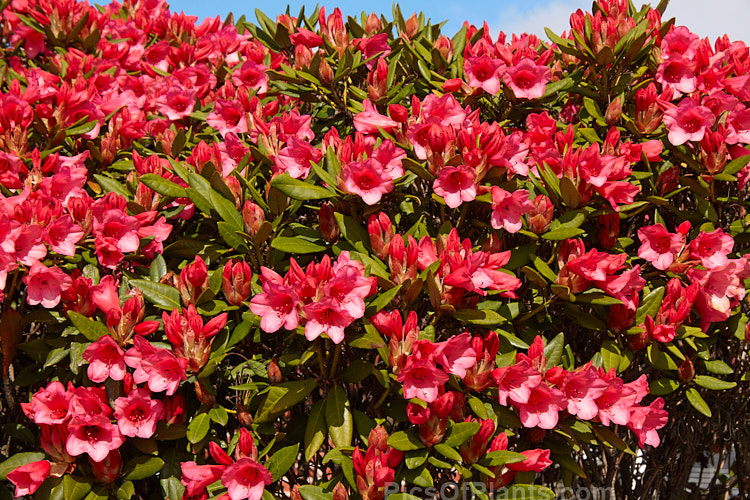 <i>Rhododendron</i> 'Winsome' ('Hummingbird' x <i>Rhododendron griersonianum</i>), a widely grown hybrid raised by Aberconway of Wales and was introduced in 1939. 'Winsome' flowers very heavily and grows to a little over 1m tall, with a spread of around 1.5m. Order: Ericales, Family: Ericaceae