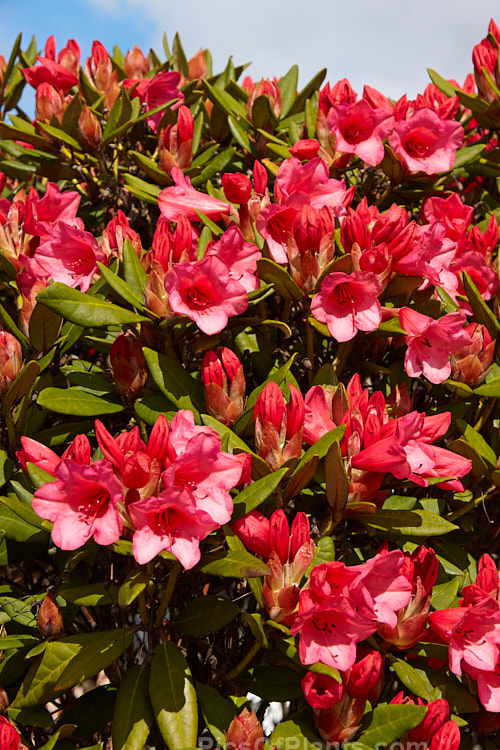<i>Rhododendron</i> 'Winsome' ('Hummingbird' x <i>Rhododendron griersonianum</i>), a widely grown hybrid raised by Aberconway of Wales and was introduced in 1939. 'Winsome' flowers very heavily and grows to a little over 1m tall, with a spread of around 1.5m. Order: Ericales, Family: Ericaceae