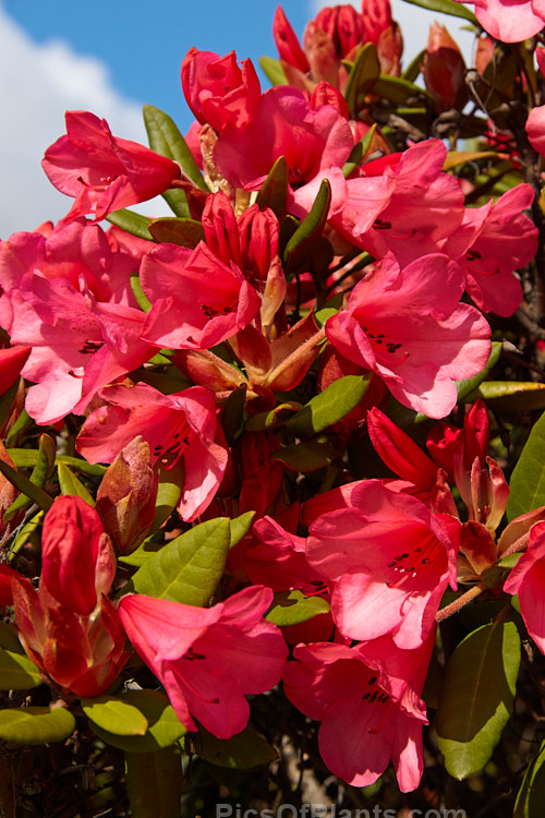 <i>Rhododendron</i> 'Winsome' ('Hummingbird' x <i>Rhododendron griersonianum</i>), a widely grown hybrid raised by Aberconway of Wales and was introduced in 1939. 'Winsome' flowers very heavily and grows to a little over 1m tall, with a spread of around 1.5m. Order: Ericales, Family: Ericaceae