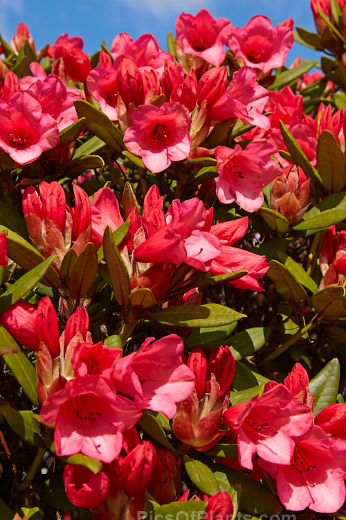 <i>Rhododendron</i> 'Winsome' ('Hummingbird' x <i>Rhododendron griersonianum</i>), a widely grown hybrid raised by Aberconway of Wales and was introduced in 1939. 'Winsome' flowers very heavily and grows to a little over 1m tall, with a spread of around 1.5m. Order: Ericales, Family: Ericaceae