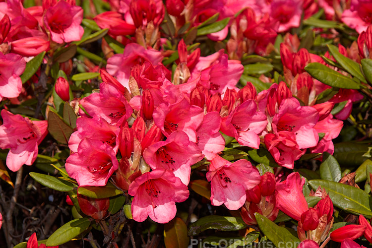 <i>Rhododendron</i> 'Winsome' ('Hummingbird' x <i>Rhododendron griersonianum</i>), a widely grown hybrid raised by Aberconway of Wales and was introduced in 1939. 'Winsome' flowers very heavily and grows to a little over 1m tall, with a spread of around 1.5m. Order: Ericales, Family: Ericaceae