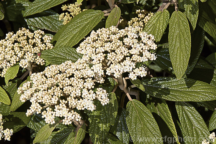 Viburnum rhytidophyllum, an evergreen shrub from central and western China that grows to around 6 m high. The distinctive rugose foliage has a tan indumentum on the underside. It is shown here in mid-spring, just as the flower buds are opening. viburnum-2081htm'>Viburnum.. viburnum-2081htm'>Viburnum. <a href='adoxaceae-plant-family-photoshtml'>Adoxaceae</a>.
